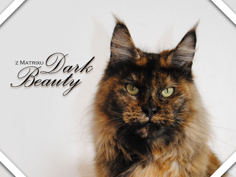 Dark Beauty2