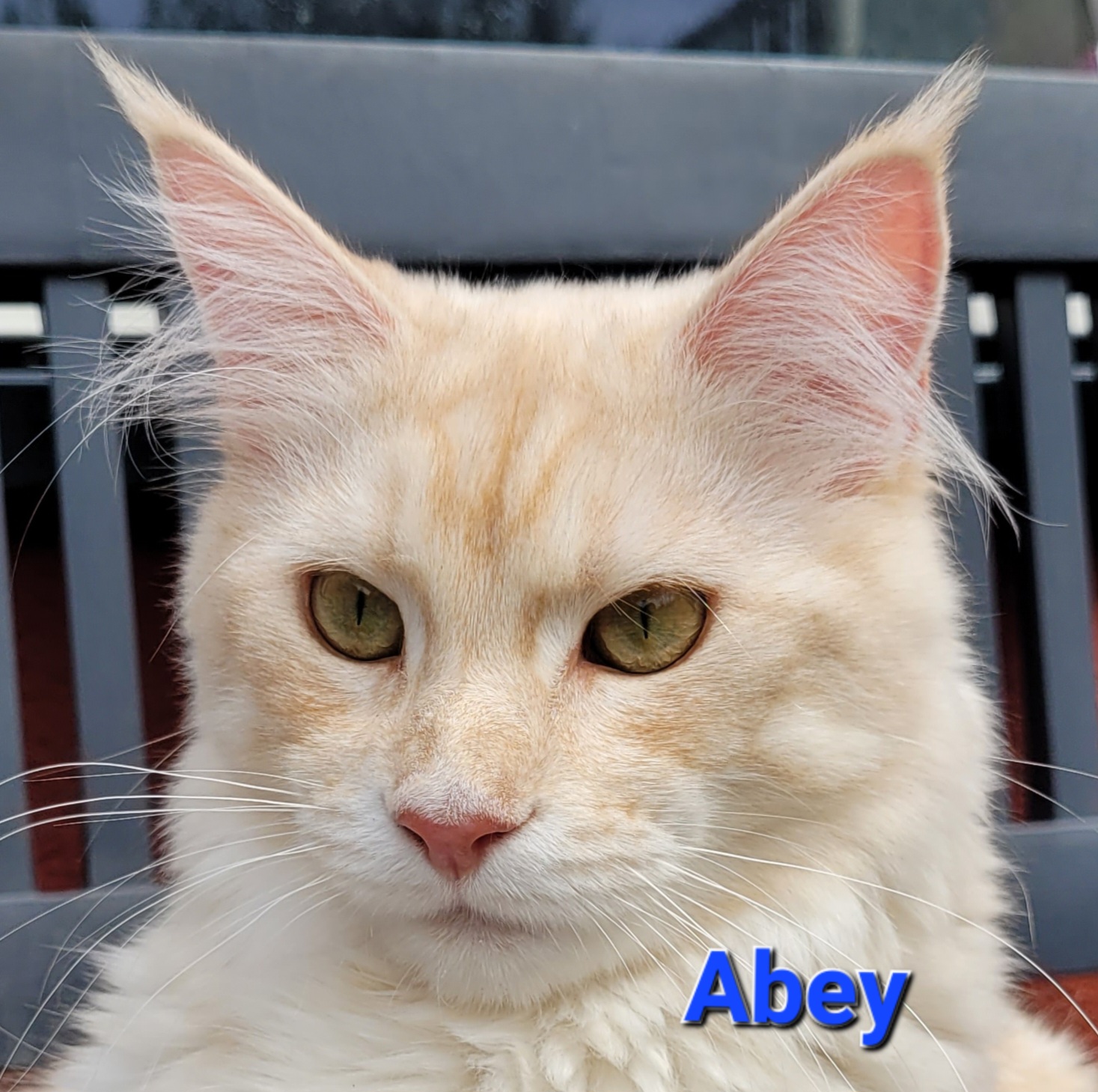 abey1
