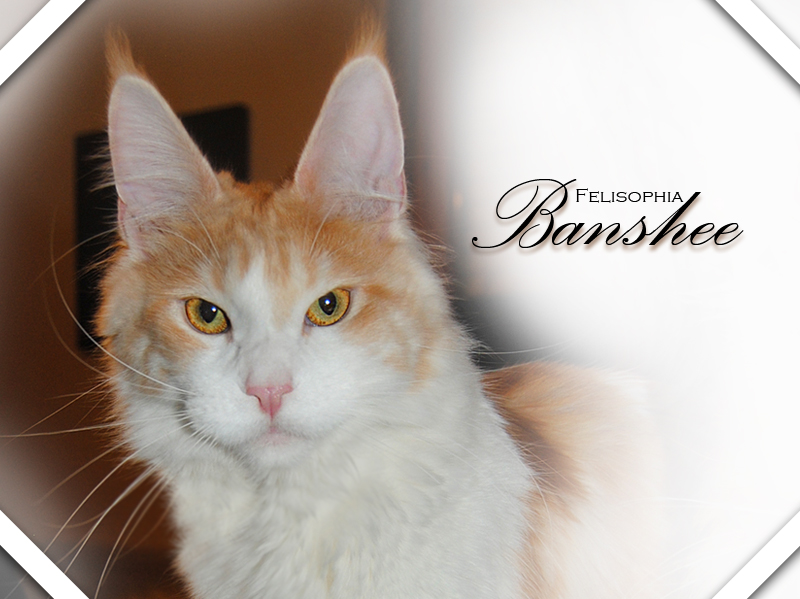 banshee2