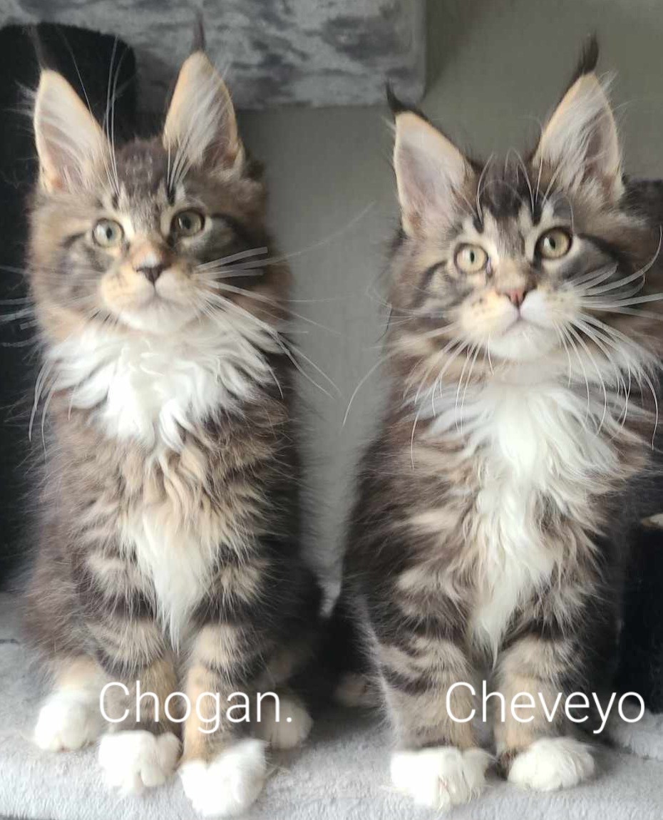 chogan en cheveyo
