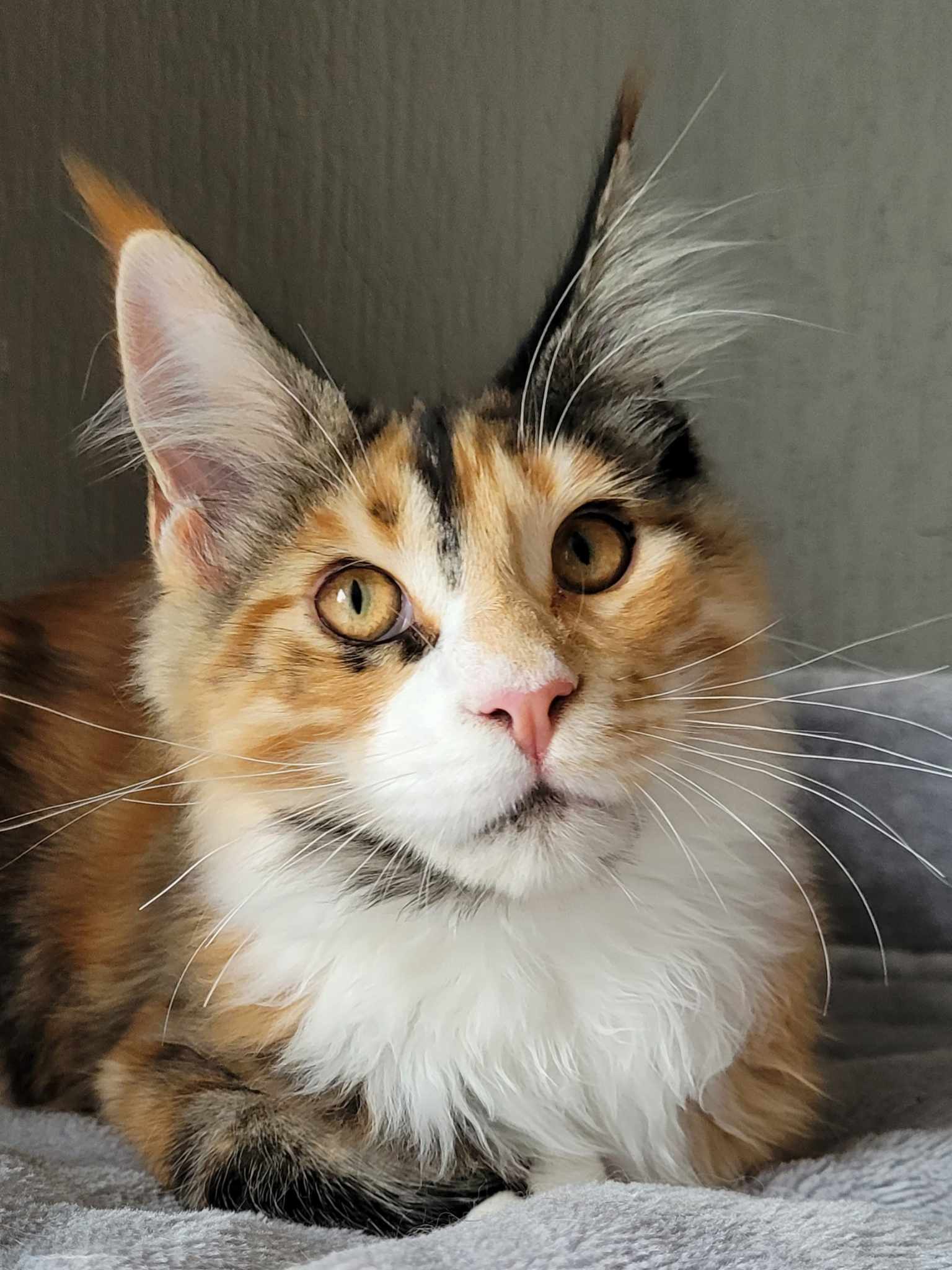 kopfoto