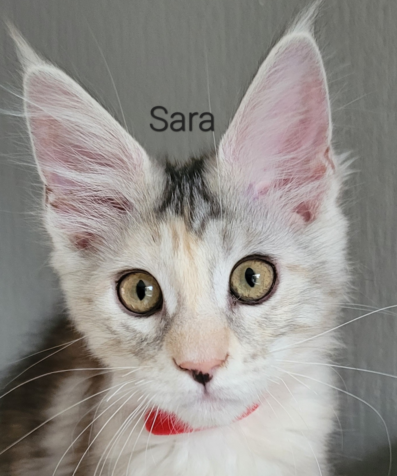 sara protret
