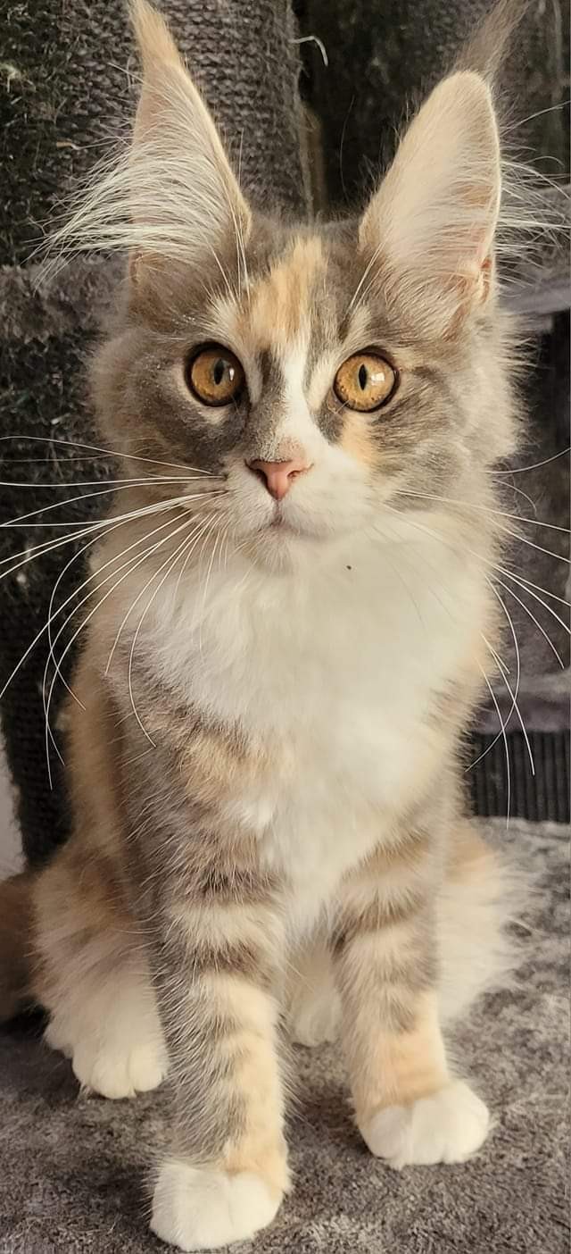 tablita4mndws