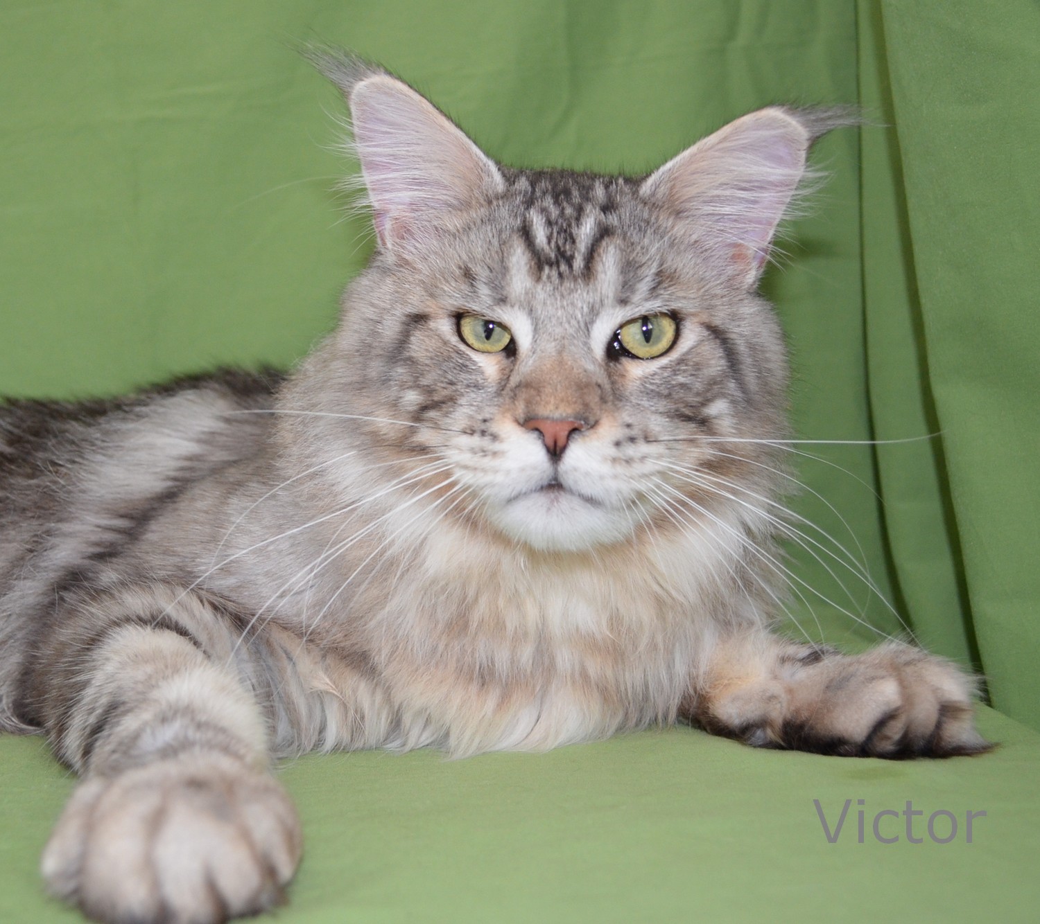 victor11mnd
